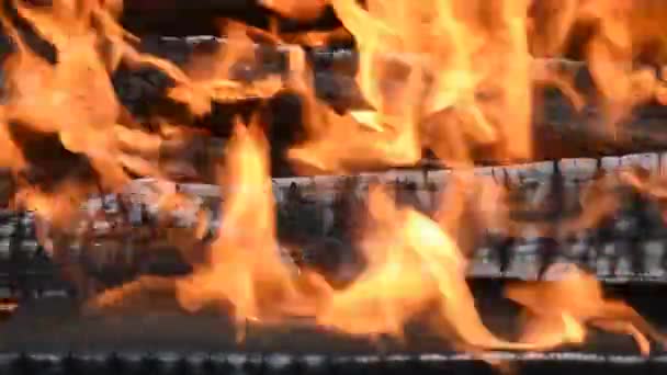 Grumes Bouleau Brûlant Flammes — Video