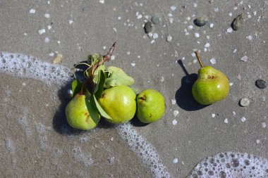 Islı kum üzerinde yeşil armut