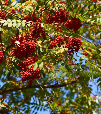 ağaçların dallarında Rowan parlak kırmızı demetleri