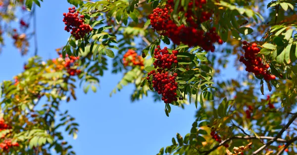 Bright Red Bunches Rowan Branches Trees — Stock Photo, Image