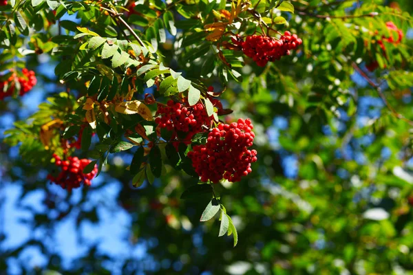 Cachos Vermelhos Brilhantes Rowan Nos Ramos Das Árvores — Fotografia de Stock