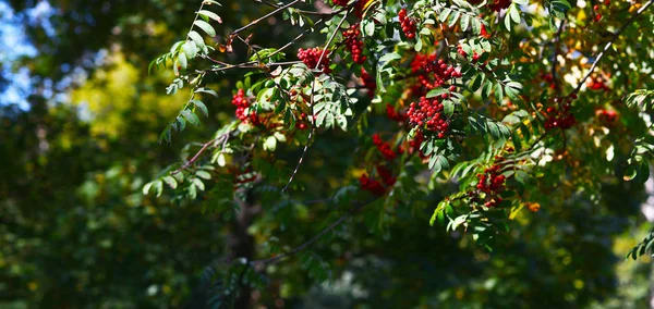 Cachos Vermelhos Brilhantes Rowan Nos Ramos Das Árvores — Fotografia de Stock