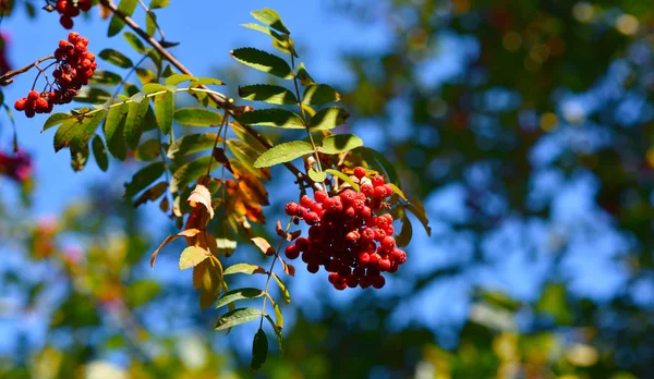 Cachos Vermelhos Brilhantes Rowan Nos Ramos Das Árvores — Fotografia de Stock