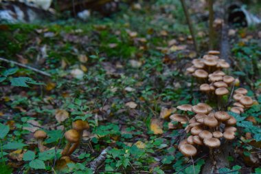 sonbahar ormanında mantar bal agaric