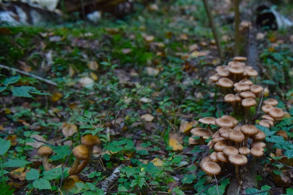 Funghi Miele Agarico Nella Foresta Autunnale — Foto Stock