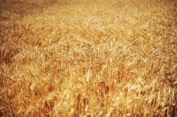 Campo Amarillo Espigas Trigo Maduras Mucho —  Fotos de Stock