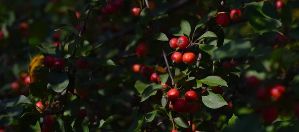 Röda Mogna Äpplen Trädgrenar — Stockfoto