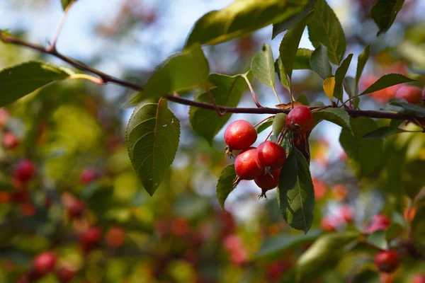 Maçãs Maduras Vermelhas Galhos Árvore — Fotografia de Stock