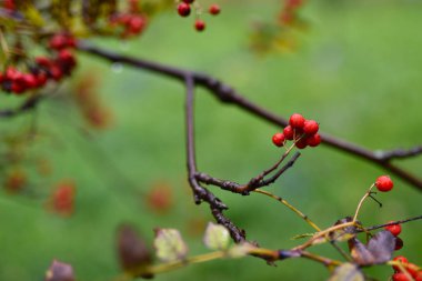 Parlak kırmızı Rowan böğürtlenleri yağmurda bir dalda