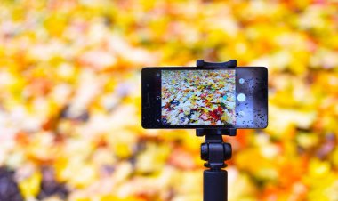 Özçekim çubuğundaki akıllı telefon sarı sonbahar yapraklarının arka planında