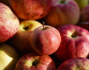 çizgili sonbahar elmaları gün ışığında