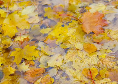 Parlak sarı ve kırmızı sonbahar yaprakları yağmurda bir su birikintisinde.