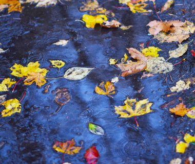 Parlak sarı ve kırmızı sonbahar yaprakları yağmurda bir su birikintisinde.