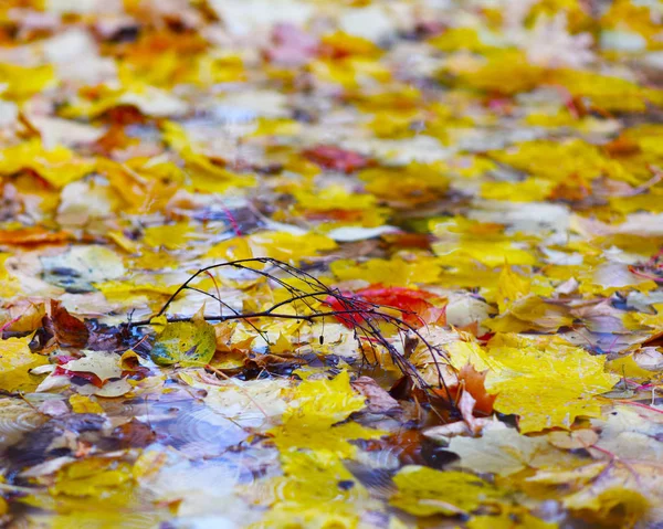 Élénk Sárga Vörös Őszi Levelek Egy Pocsolyában Esőben — Stock Fotó