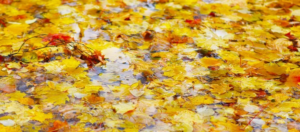 Parlak sarı ve kırmızı sonbahar yaprakları yağmurda bir su birikintisinde.
