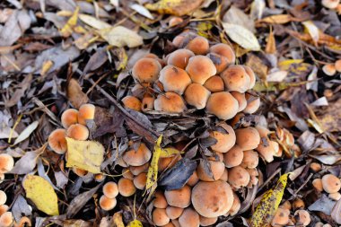 Sonbahar ormanlarında düşen yapraklarda çok mantar var.