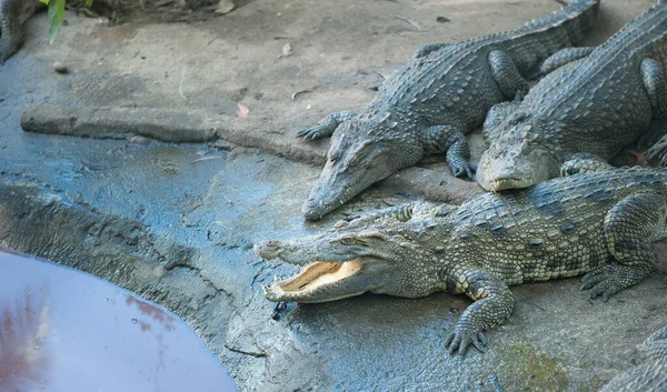 Krokodilok Fekszenek Víz Mellett — Stock Fotó