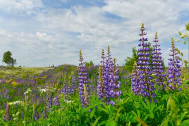 Manzara Yazı Rusya 'nın Orta Rusya' daki kır çiçekleri