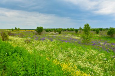 Manzara Yazı Rusya 'nın Orta Rusya' daki kır çiçekleri