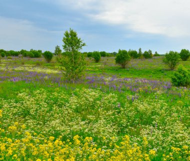 Manzara Yazı Rusya 'nın Orta Rusya' daki kır çiçekleri