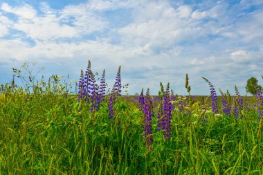 Manzara Yazı Rusya 'nın Orta Rusya' daki kır çiçekleri