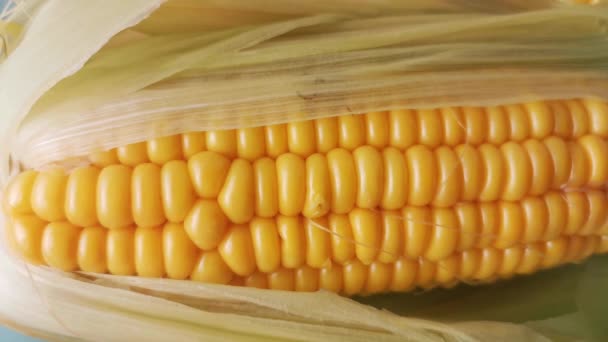 Ripe Corn Boiled Green Leaves — Stock Video