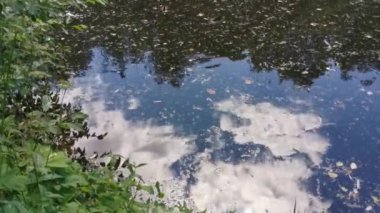  Bulutları yansıtan gölde yüzen küçük ördek yavruları.