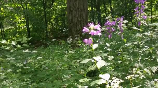 Flores Azuis Grama Verde Floresta Verão — Vídeo de Stock