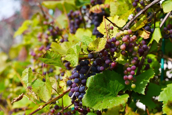 Виноградная Лоза Гроздьями Ягод — стоковое фото