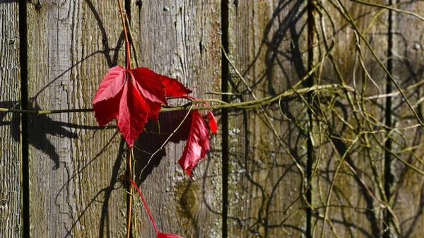 Vinná Réva Červenými Listy Pozadí Dřevěného Plotu — Stock fotografie