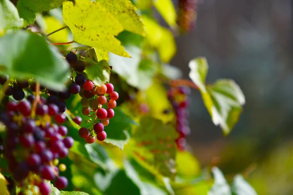 Vite Con Grappoli Bacche — Foto Stock