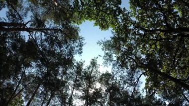 Orman ağaçları ve gökyüzü ile güzel doğa arka planı, yazları rüzgar