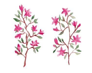 Pembe manolya çiçekleri sulu boya seti - el çizimi çiçek dalı beyaz arkaplanda izole