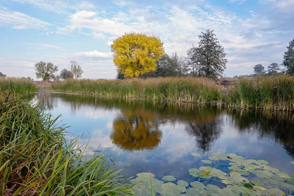 Sarı ağacın yanında göl