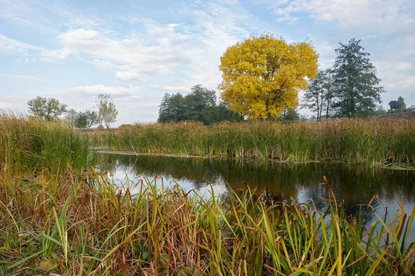 Közelében Sárga — Stock Fotó