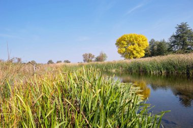küçük bir göl kıyısında güzel güneşli bir sonbahar gün