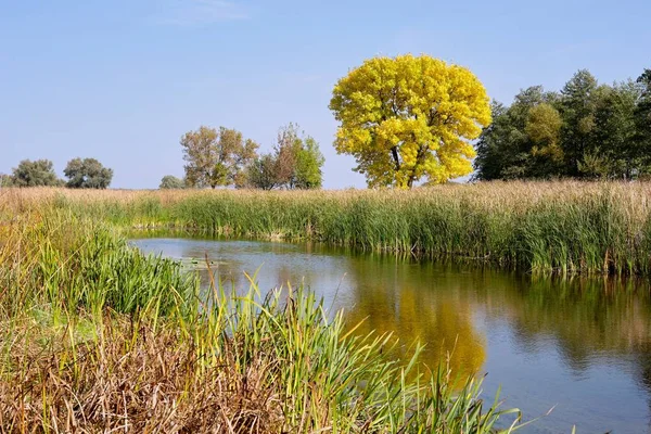 Gyönyörű Napsütéses Őszi Napon Egy Kis Partján — Stock Fotó