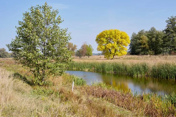 iki ağaç farklı küçük bir göl kıyısında çok renkli yeşillik ile