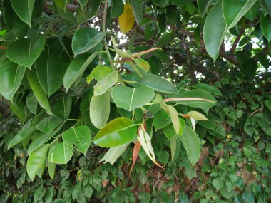  çalılar yeşil dallar yaprak