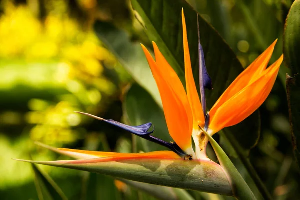 Flor de Strelitzia Laranja 