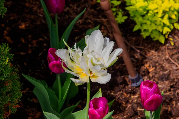 Branca Plana Tulipa Aberta — Foto de Stock