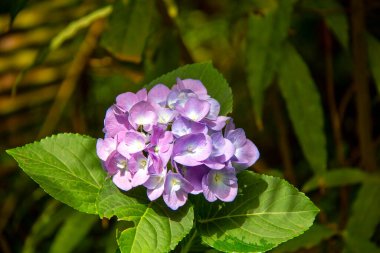 Flores de primavera desabrochadas