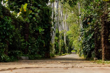 Caminho de pedras com arvores frondosas 