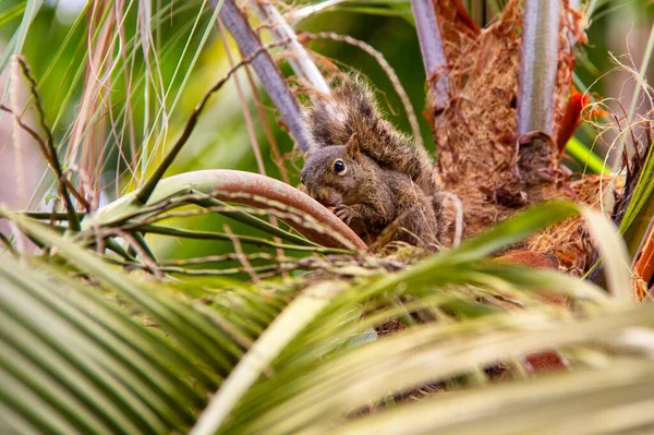 Esquilo se alimentando em coqueiro