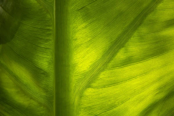 Textura diferente com beleza e sükunet