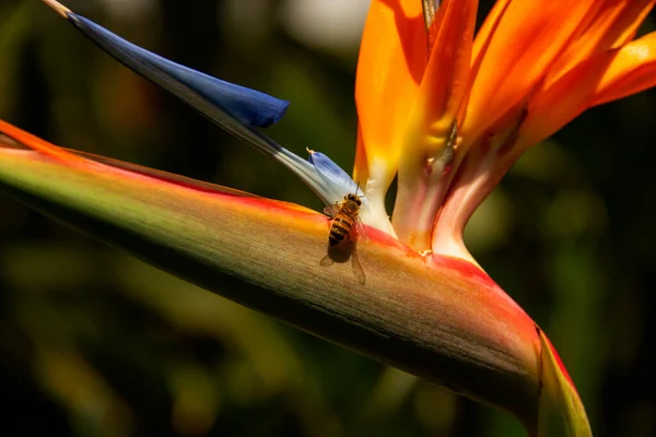 Flor Strelitzia laranja espetaküler