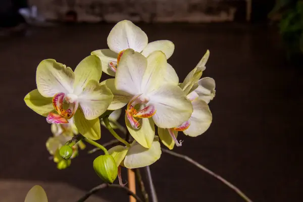 Flor Orqudea fundo escuro