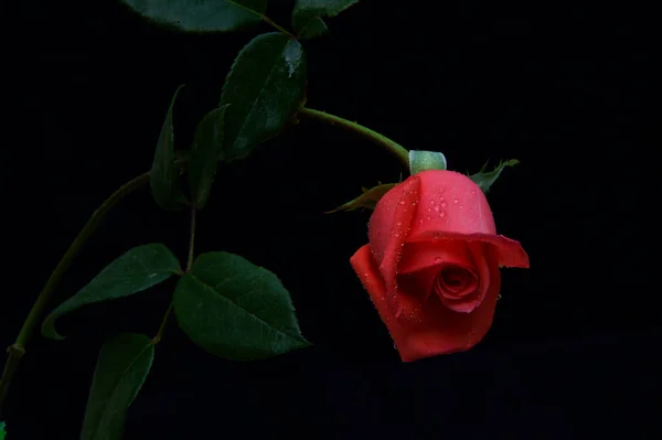 Rosas vermelhas ve fundo 