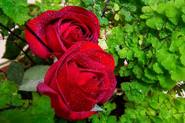 Rosas vermelhas ve fundo 