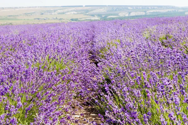 Campo de lavanda florescente — Fotografia de Stock